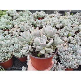 Resim Tunç Botanik PACHYPHYTUM OVİFERUM 3 ADET - BÜYÜK BOY YETİŞKİN SUKULENT 