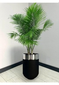 Resim Elegant Dekoratif Krom Darbuka Siyah Saksı 60cm 