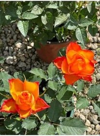 Resim Videolu Minyatür Turuncu Gül Fidanı 1 Adet Saksılı/Tüplü 30-50 Cm (Miniature Orange Rose) 