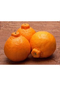 Resim Çok Nadir Bir Çeşit Tüplü Çekirdeksiz Dekopon Mandalina Fidanı Yaş 3 Boy 100-130 Cm 