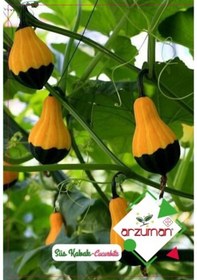 Resim Süs Kabak(Paketteki Tohum Sayısı 10) 