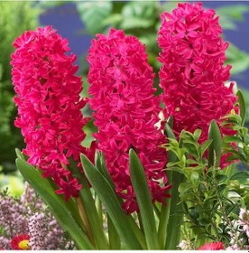 Resim Jan Boss Sümbül Hyacinthus Soğanı 3 Adet 