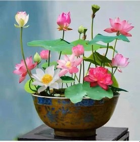 Resim 20 Adet Tohum Karışık Kase Lotus Çiçeği Tohumu Nilüfer Su Çiçeği 