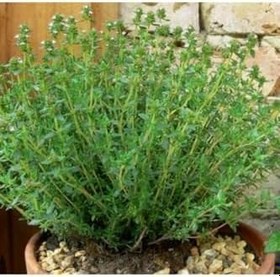 Resim Videolu 1 Adet Mis Kokulu Kekik Çiçeği Fidanı 20-30 Cm Tüplü Çiçekli Bodur Bitkiler Thyme 