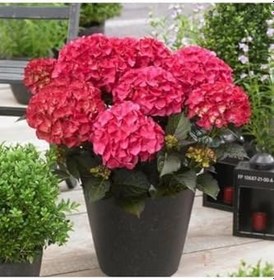 Resim Canlı Ortanca Çiçeği Fidanı-Aşılı Pembe Renk Formlu, FideBitki63 