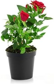 Resim Avantajlı Ürünler 2'li Set Sarı Japon Gülü Kırmızı Gül Telgraf Çiçeği 