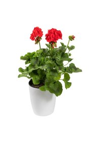 Resim Videolu 2 Adet Karışık Özel Sardunya Çiçeği Fidesi 10-20 Cm Tüplü Çiçekli Bodur Bitkiler Geranium 