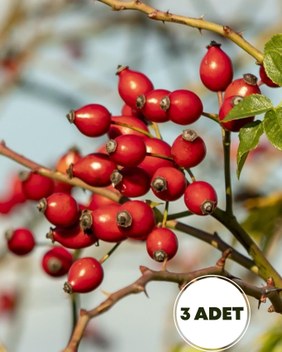 Bahçevilya Kuşburnu Fidanı (Rosa Canina) 40-60 cm Yüksekliğinde 1-2 Yaş Arası Saksılı - 3 Adet