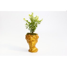 Resim Bonsai Helen Buxus - Turuncu 
