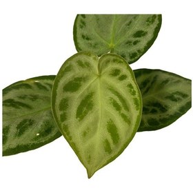 Resim Anthurium 'Silver Blush' 