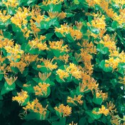 Resim Kletter Plant Sarmaşık 