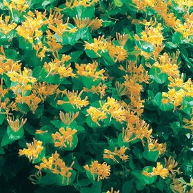 Resim Kletter Plant Sarmaşık 