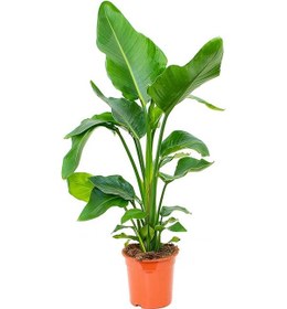 Resim Starliçe (Cennet Kuşu Çiçeği) Strelitzia Nicolai - 60 cm 2 Adet 