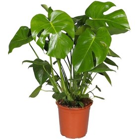 Resim Monstera - Deve Taban 40- 60 cm 2 Adet 