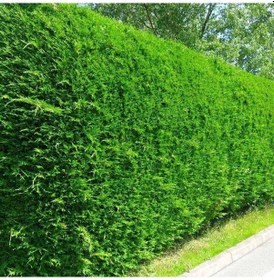 Resim Yeşil Leylandi Cupressocyparis Leylandii Cupressaceae 10 Adet 