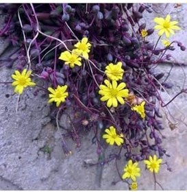 Resim Yakut Kolyesi Çiçeği (Othonna Capensis) Askılı Saksı'Da 