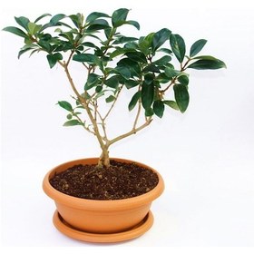 Resim Bonsai Kartopu Lucidum Fidanı - 5 Adet 