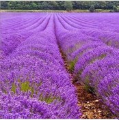 Resim Lavandula Angustifolia Lavanta Çiçeği Tohumu 37000 Tohum 