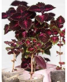 Resim Yaprak Güzeli Kolyos Çiçeği 