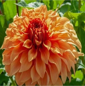 Resim Büyük Çiçekli Hercules Yıldız Dahlia Çiçeği Soğanı Yumrusu 1 Adet 