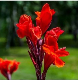 Resim Kana Çiçeği Kırmızı Açan Tesbih Çiçeği 40-60 Cm Boyunda 