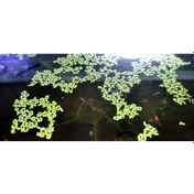 Resim Maazam Su Mercimeği Lemna Minor Akvaryum Canlı Bitki 25 Adet 