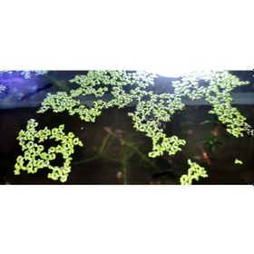 Resim Maazam Su Mercimeği Lemna Minor Akvaryum Canlı Bitki 25 Adet 