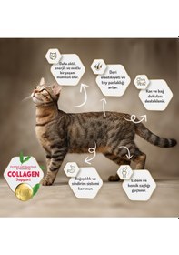 Resim 12 Kg Kolajenli Somonlu Az Tahıllı Kısırlaştırılmış Kedi Maması 