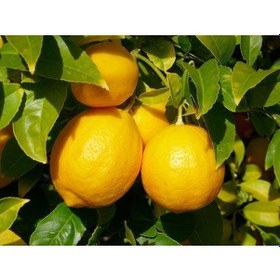 Resim Limon Fidanı Yediveren 