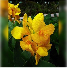 Resim Kana Tesbih Çiçeği Sarı 50 Cm 