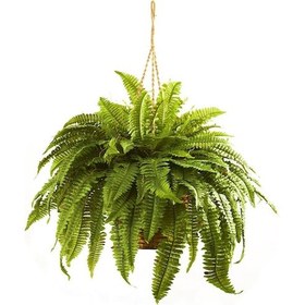 Resim Aşk Merdiveni Çiçeği Askılı Saksıda 5 Adet 4590 