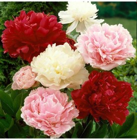 Resim Peonies Festiva Maxima Karışık Şakayık Çiçeği Yumrusu 3 Adet 