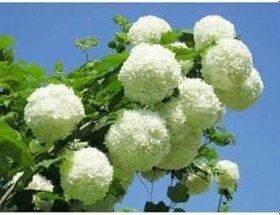 Resim Çınar Kartopu Çiçeği Fidanı 60 Cm 