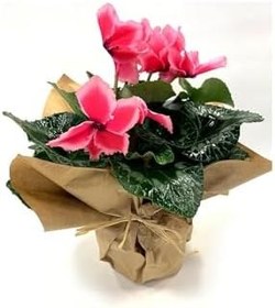 Resim Pembe Kırçıllı Cyclamen Sıklamen Saksı Çiçeği 35 Cm Hediyelik Çiçek, SRD1322025BYB177 