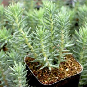 Resim Tunç Botanik SEDUM REFLEXUM 135 ADET - TERARYUM İÇİN SUKULENT BİTKİ 