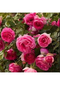 Resim Tüplü Soğuğa Dayanıklı Kokulu Rosa Rampicanti Pembe Sarmaşık Gül Fidanı 