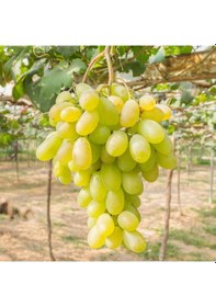 Resim Yüksek Aromalı Sofralık Kurutmalık Besni Üzüm Fidanı 