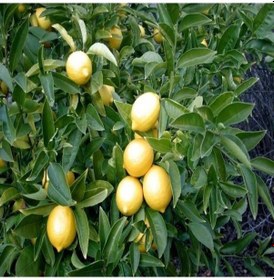 Resim Yediveren Limon Tohumu 5 Tohum 