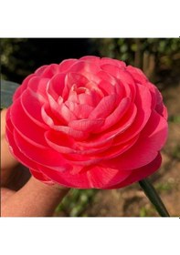 Resim Mini Saksıda Katmerli Pembe Katmerli Kamelya Fidesi 5-10 Cm 