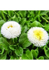 Resim Beyaz Ponpon İngiliz Çayır Papatyası Çiçeği Tohumu 100 Tohum N114989 
