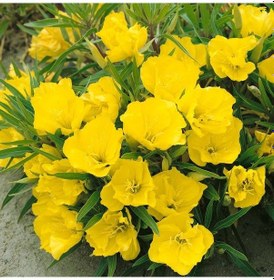 Resim Ezan Çiçeği 40 Adet 