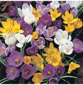 Resim Mixed Karışık Renkli Çiğdem Soğanı 5 Adet 