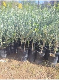 Resim Sofralık Gemlik Zeytin Fidanı 1 Adet Tüplü 40-60Cm Bol Verimli 