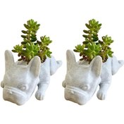 Resim Xurunkeji 2 Adet Fransız Bulldog Şeklinde Reçine Sukulent Saksı Mini Yavrular Bitki Saksısı, Masaüstü Bitki Saksısı Köpek Şeklinde Bonsai 