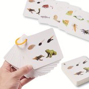 Resim 34 Türün Büyüme Döngüsü Kartları, Panda, Dinozor, Timsah, Kelebek, vb., Çift Taraflı Renkli Baskı, Saklama Halkası ile 
