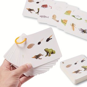 Resim 34 Türün Büyüme Döngüsü Kartları, Panda, Dinozor, Timsah, Kelebek, vb., Çift Taraflı Renkli Baskı, Saklama Halkası ile 