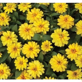 Resim Mini Çiçekli Kirli Hanım Zinnia Tohumu - Sarı Kırmızı Renk - 5 Adet - 