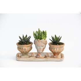 Resim Trio Helen Orange Sukulent Seti - Haworthia Pumila. Huernia 