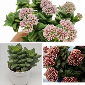 Resim Nura Botanik Kampanyalı Crassula Springtime Katmer Çiçekli Sukulent 5.5cm Saksıda 