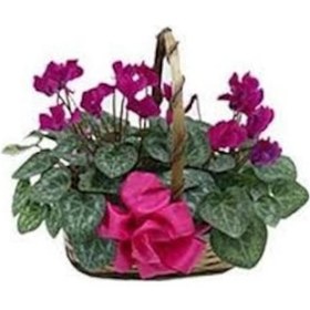 Resim Saksı Gübresi Organik Çiçek Gübresi 5 Kg 